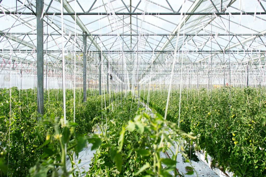 Plants growing in greenhouse
