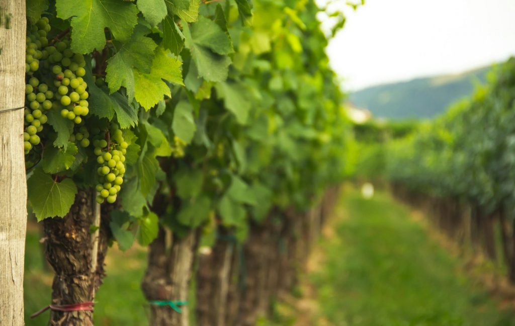 Vines recovered from disease 