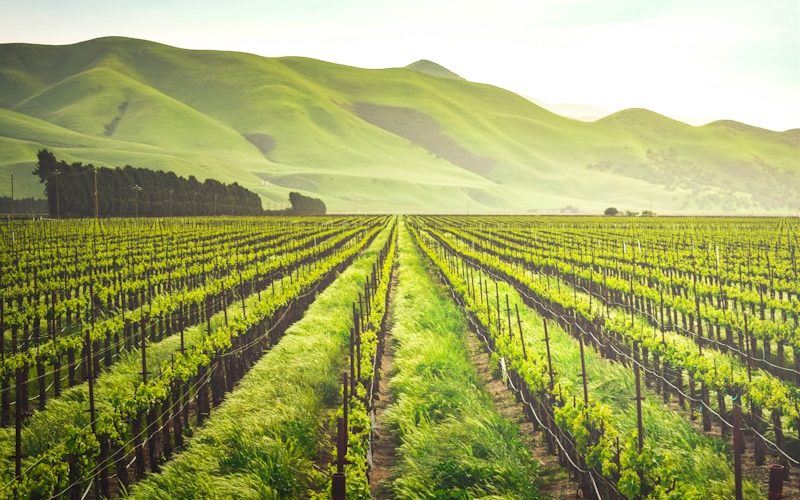 green leafed plants grown in activated soils