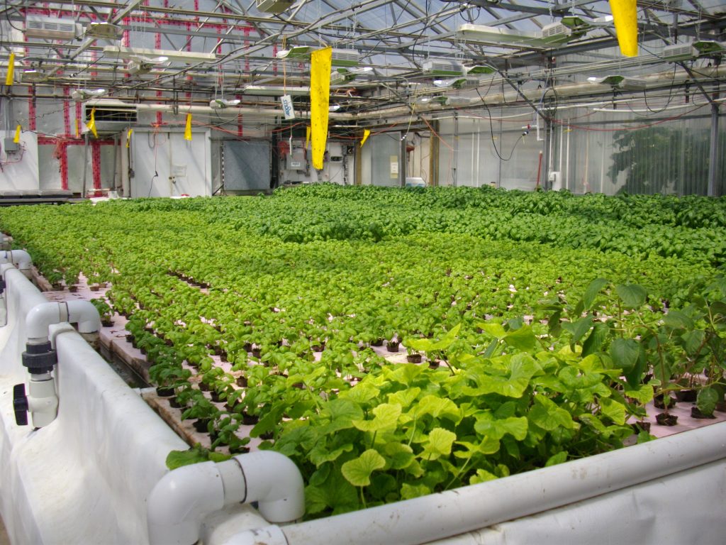 Hydroponic tank 