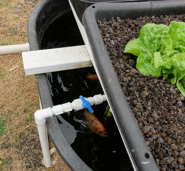 Balanced hydroponic system with activated water 