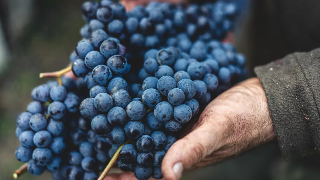 healthy grapes grown for wine
