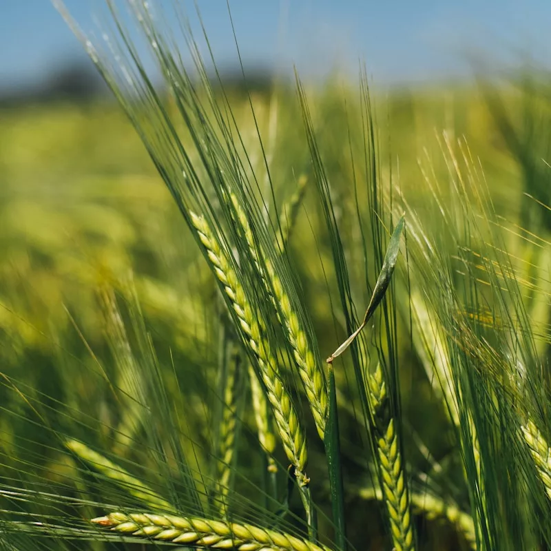 abundant green rice field