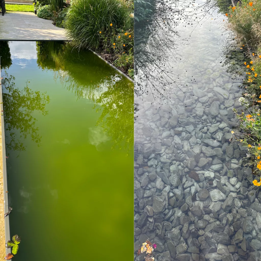 Algae reduced nautally before and after shot 